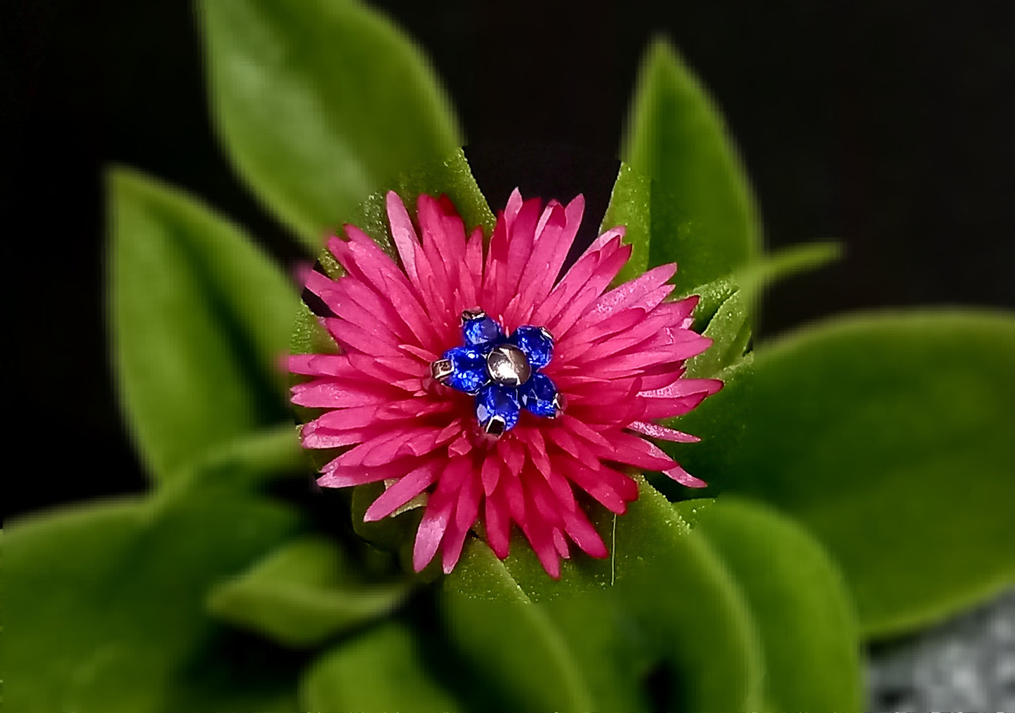 Titanio grado implante. Flor 5 petalos Azul