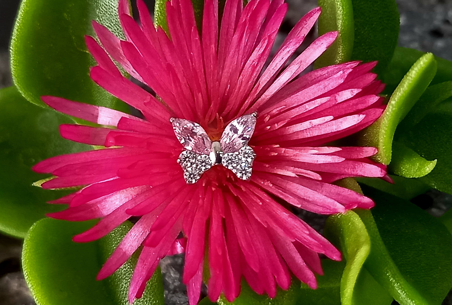 Titanio grado implante. Mariposa brillos