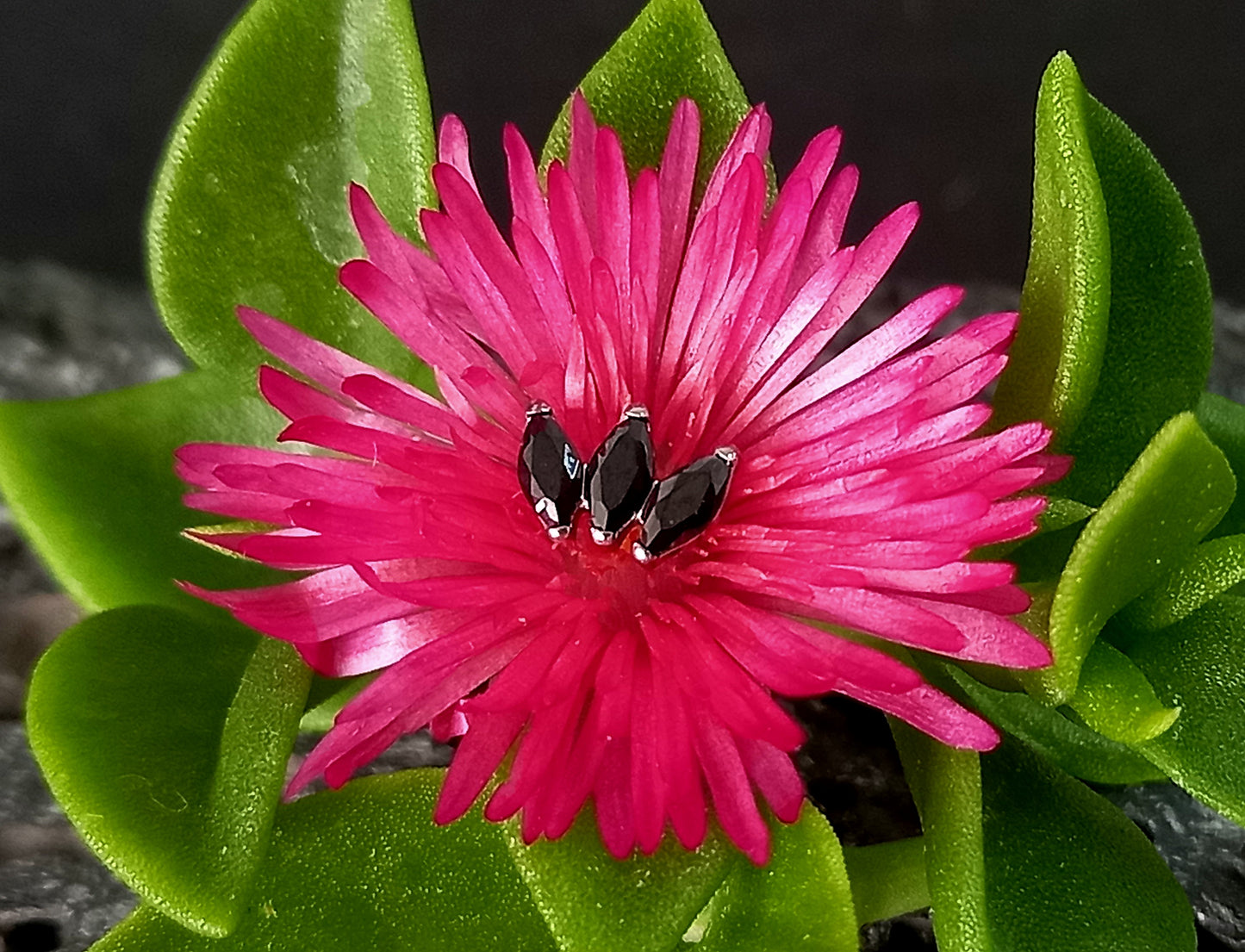 Titanio grado implante. Marquesa negra